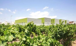 Photo #5 of project Vineyard texture and color for:  School ROSSEND MONTANÉ